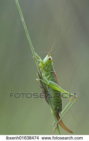 Long-winged conehead (Conocephalus fuscus) View Large Photo Image Picture - Long-winged conehead (Conocephalus fuscus). Fotosearch