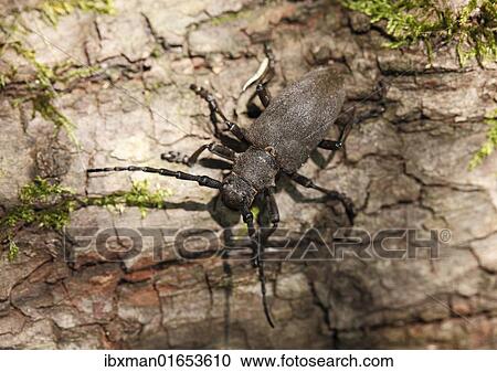 "Longhorn Beetle (Lamia textor), Upper Bavaria, Bavaria, Germany, Europe" View Large Photo Image Stock Image - "Longhorn Beetle (Lamia textor), Upper Bavaria, Bavaria, Germany, Europe". Fotosearch
