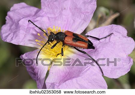 "Longhorn Beetle (Leptura cordigera) gathering pollen, Lake Kerkini region, Greece, Europe" View Large Photo Image Stock Photo - "Longhorn Beetle (Leptura cordigera) gathering pollen, Lake Kerkini region, Greece, Europe". Fotosearch