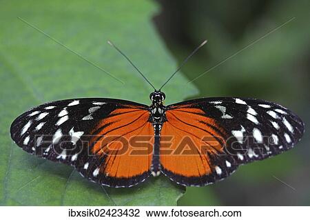 "Longwing Butterfly (Heliconius sp. ), with open wings, Mainau island, Baden-Wuerttemberg, Germany, Europe" View Large Photo Image Stock Image - "Longwing Butterfly (Heliconius sp. ), with open wings, Mainau island, Baden-Wuerttemberg, Germany, Europe". Fotosearch