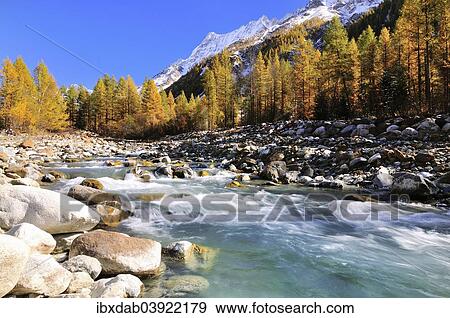 "Lonza stream in Lotschental valley, surrounded by autumnal larch trees, snow-covered Mt Breithorn at the back, Canton of Valais, Switzerland, Europe" View Large Photo Image Stock Photo - "Lonza stream in Lotschental valley, surrounded by autumnal larch trees, snow-covered Mt Breithorn at the back, Canton of Valais, Switzerland, Europe". Fotosearch