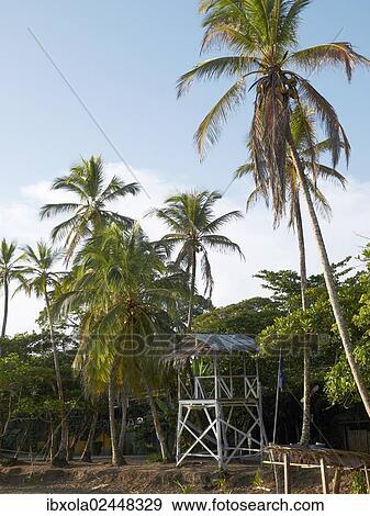 "Lookout tower, Playa Cocles, Puerto Viejo de Talamanca, Costa Rica, Central America, North America" View Large Photo Image Stock Photo - "Lookout tower, Playa Cocles, Puerto Viejo de Talamanca, Costa Rica, Central America, North America". Fotosearch
