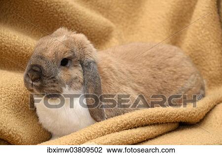 "Lop-eared Rabbit, Dwarf Lop sitting on a blanket" View Large Photo Image Stock Image - "Lop-eared Rabbit, Dwarf Lop sitting on a blanket". Fotosearch