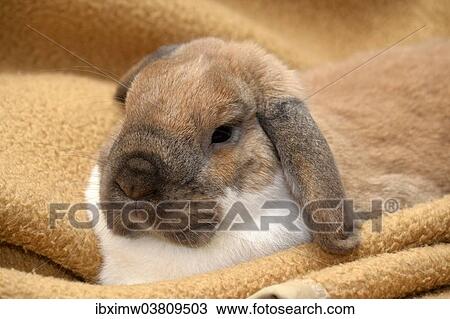 "Lop-eared Rabbit, Dwarf Lop sitting on a blanket" View Large Photo Image Stock Image - "Lop-eared Rabbit, Dwarf Lop sitting on a blanket". Fotosearch