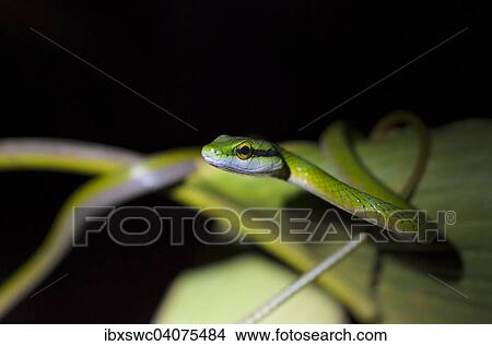 Picture - "Lora or Parrot Snake (Leptophis ahaetulla), Puntarenas Province, Costa Rica, North America". Fotosearch