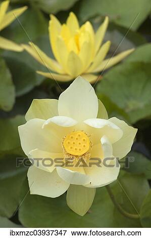 "Lotus flower (Nelumbo nucifera), Bavaria, Germany, Europe" View Large Photo Image Stock Photo - "Lotus flower (Nelumbo nucifera), Bavaria, Germany, Europe". Fotosearch
