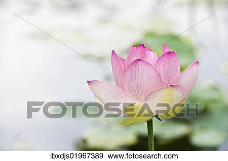 Stock Photo - Lotus flower (Nelumbo). Fotosearch