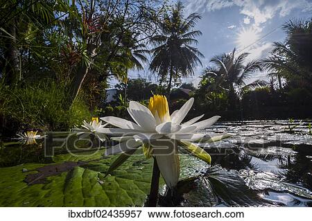 "Lotus flowers (Nelumbo), Northern Thailand, Thailand, Asia" View Large Photo Image Stock Photo - "Lotus flowers (Nelumbo), Northern Thailand, Thailand, Asia". Fotosearch