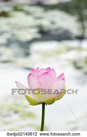 Lotus (Nelumbo) View Large Photo Image Stock Image - Lotus (Nelumbo). Fotosearch