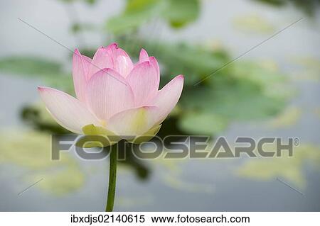Lotus (Nelumbo) View Large Photo Image Stock Photography - Lotus (Nelumbo). Fotosearch
