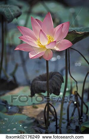 "Lotus (Nelumbo), Vembanad Lake, Kerala, South India, India, Asia" View Large Photo Image Stock Photo - "Lotus (Nelumbo), Vembanad Lake, Kerala, South India, India, Asia". Fotosearch