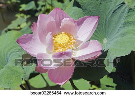 "Lotus or Indian Lotus (Nelumbo nucifera), flower, Ubud, Bali, Indonesia, Asia" View Large Photo Image Picture - "Lotus or Indian Lotus (Nelumbo nucifera), flower, Ubud, Bali, Indonesia, Asia". Fotosearch