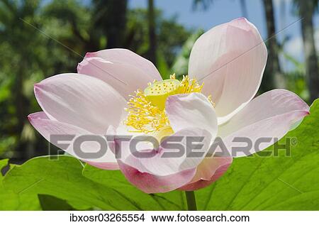 "Lotus or Indian Lotus (Nelumbo nucifera), flower, Ubud, Bali, Indonesia, Asia" View Large Photo Image Picture - "Lotus or Indian Lotus (Nelumbo nucifera), flower, Ubud, Bali, Indonesia, Asia". Fotosearch