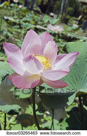 "Lotus or Indian Lotus (Nelumbo nucifera), flower, Ubud, Bali, Indonesia, Asia" View Large Photo Image Stock Image - "Lotus or Indian Lotus (Nelumbo nucifera), flower, Ubud, Bali, Indonesia, Asia". Fotosearch