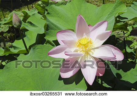 "Lotus or Indian Lotus (Nelumbo nucifera), flower, Ubud, Bali, Indonesia, Asia" View Large Photo Image Stock Image - "Lotus or Indian Lotus (Nelumbo nucifera), flower, Ubud, Bali, Indonesia, Asia". Fotosearch