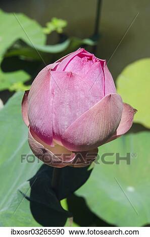 "Lotus or Indian Lotus (Nelumbo nucifera), flower bud, Ubud, Bali, Indonesia, Asia" View Large Photo Image Stock Image - "Lotus or Indian Lotus (Nelumbo nucifera), flower bud, Ubud, Bali, Indonesia, Asia". Fotosearch