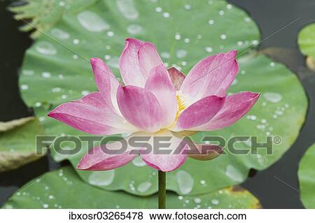 "Lotus or Indian Lotus (Nelumbo nucifera), flower, Ubud, Bali, Indonesia, Asia" View Large Photo Image Stock Photo - "Lotus or Indian Lotus (Nelumbo nucifera), flower, Ubud, Bali, Indonesia, Asia". Fotosearch