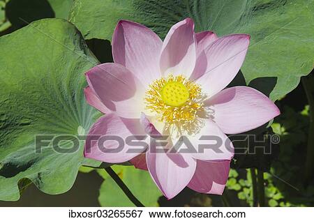 Stock Photo - "Lotus or Indian Lotus (Nelumbo nucifera), flower, Ubud, Bali, Indonesia, Asia". Fotosearch