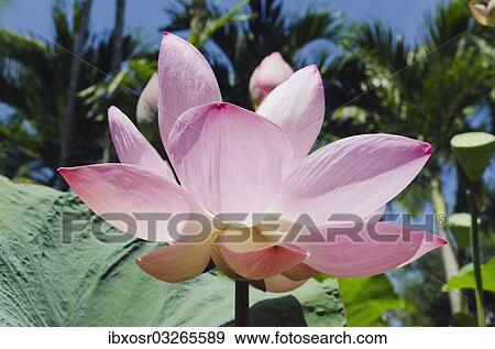 "Lotus or Indian Lotus (Nelumbo nucifera), flower, Ubud, Bali, Indonesia, Asia" View Large Photo Image Stock Photo - "Lotus or Indian Lotus (Nelumbo nucifera), flower, Ubud, Bali, Indonesia, Asia". Fotosearch