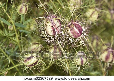"Love-in-a-mist or Ragged Lady (Nigella damascena), seed pods" View Large Photo Image Stock Photo - "Love-in-a-mist or Ragged Lady (Nigella damascena), seed pods". Fotosearch