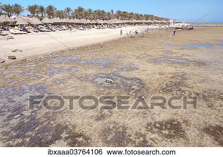 Stock Photograph - "Low tide on coral beach, Sharm el-Sheikh, South Sinai Governorate, Egypt, Africa". Fotosearch