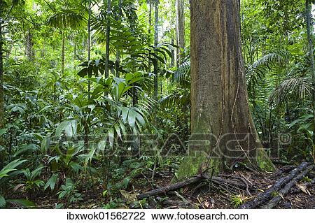 "Lowland rainforest, Braulio Carrillo National Park, Costa Rica, Central America, North America" View Large Photo Image Stock Image - "Lowland rainforest, Braulio Carrillo National Park, Costa Rica, Central America, North America". Fotosearch