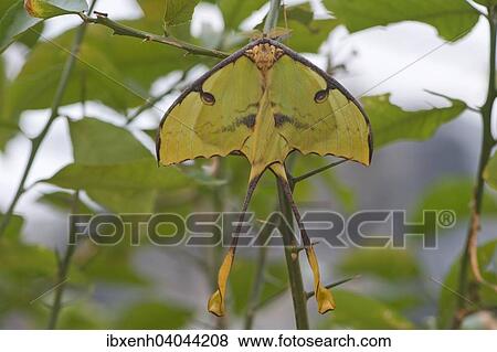 "Luna Moth (Actias luna), captive, Emsland, Lower Saxony, Germany, Europe" View Large Photo Image Stock Photo - "Luna Moth (Actias luna), captive, Emsland, Lower Saxony, Germany, Europe". Fotosearch
