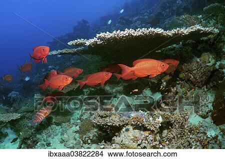 "Lunar-tailed Bigeye or Moontail Bullseye (Priacanthus hamrur), Red Sea, Egypt, Africa" View Large Photo Image Picture - "Lunar-tailed Bigeye or Moontail Bullseye (Priacanthus hamrur), Red Sea, Egypt, Africa". Fotosearch