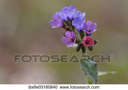 Stock Image - "Lungwort, Common Lungwort or Our Lady's Milk Drops (Pulmonaria officinalis), flowering". Fotosearch
