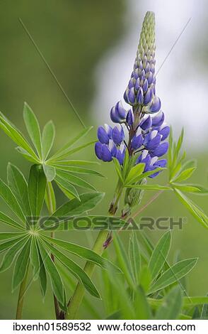 Lupin (Lupinus polyphyllus) View Large Photo Image Stock Image - Lupin (Lupinus polyphyllus). Fotosearch
