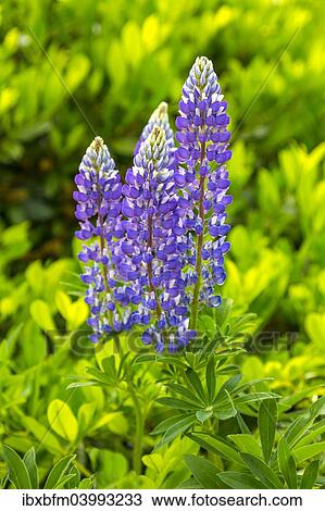 Stock Image - "Lupin (Lupinus), Schluchsee, Baden-Wurttemberg Black Forest, Germany, Europe". Fotosearch