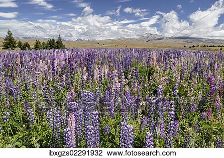 Stock Image - "Lupine field, lupines (Lupinus sp. ), Lake Tekapo, Fairlie, South Island, New Zealand, Oceania". Fotosearch