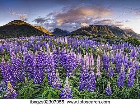 "Lupines (Lupinus) at Arthur's Pass, South Island, New Zealand, Oceania" View Large Photo Image Stock Photography - "Lupines (Lupinus) at Arthur's Pass, South Island, New Zealand, Oceania". Fotosearch