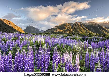 Stock Photograph - "Lupines (Lupinus), Craigieburn Range, Canterbury, South Island, New Zealand, Oceania". Fotosearch