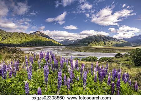 "Lupines (Lupinus) on the Waimakariri River, Craigieburn Range, Canterbury, South Island, New Zealand, Oceania" View Large Photo Image Stock Image - "Lupines (Lupinus) on the Waimakariri River, Craigieburn Range, Canterbury, South Island, New Zealand, Oceania". Fotosearch