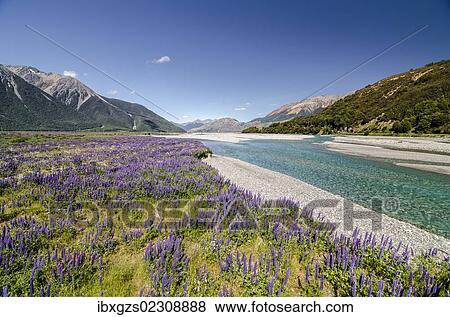 "Lupines (Lupinus) on the Waimakariri River, Craigieburn Range, Canterbury, South Island, New Zealand, Oceania" View Large Photo Image Stock Photo - "Lupines (Lupinus) on the Waimakariri River, Craigieburn Range, Canterbury, South Island, New Zealand, Oceania". Fotosearch