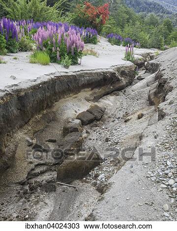 "Lupines (Lupinus sp. ) growing on volcanic ash, Neuquen Province, Argentina, South America" View Large Photo Image Stock Image - "Lupines (Lupinus sp. ) growing on volcanic ash, Neuquen Province, Argentina, South America". Fotosearch