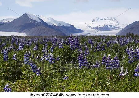 "Lupins growing in front of the Vatnajoekull or Vatna Gladier, Hoefn, eastern Iceland, Iceland, Europe" View Large Photo Image Stock Photograph - "Lupins growing in front of the Vatnajoekull or Vatna Gladier, Hoefn, eastern Iceland, Iceland, Europe". Fotosearch