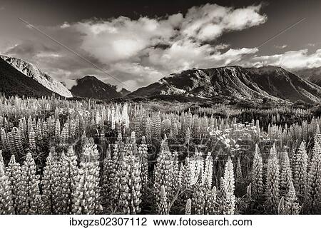 "Lupins (Lupinus) at Arthur's Pass, black and white with a sepia tint, South Island, New Zealand, Oceania" View Large Photo Image Stock Image - "Lupins (Lupinus) at Arthur's Pass, black and white with a sepia tint, South Island, New Zealand, Oceania". Fotosearch