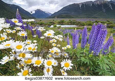 Stock Image - "Lupins (Lupinus sp. ) and Daisies (Leucanthemum sp. ), in front of a mountain range at Arthur's Pass, South Island, New Zealand, Oceania". Fotosearch