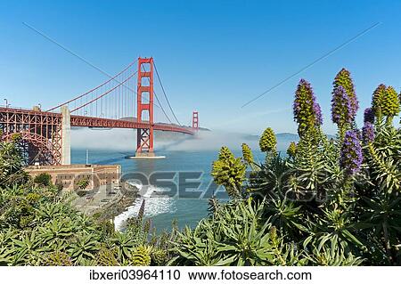 "Lush vegetation in front of the Golden Gate Bridge, San Francisco, California" View Large Photo Image Stock Image - "Lush vegetation in front of the Golden Gate Bridge, San Francisco, California". Fotosearch