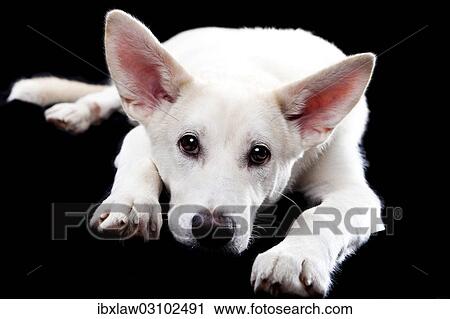 Lying mixed-breed dog View Large Photo Image Stock Image - Lying mixed-breed dog. Fotosearch