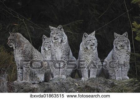Lynx family (Lynx lynx) View Large Photo Image Stock Photography - Lynx family (Lynx lynx). Fotosearch