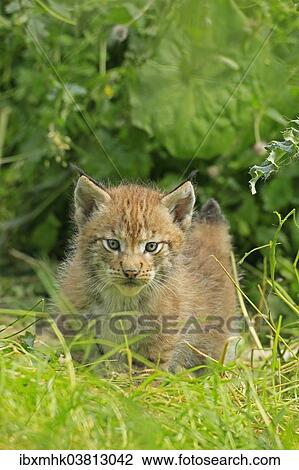 "Lynx (Lynx), cub walking through the grass, captive, Germany, Europe" View Large Photo Image Stock Image - "Lynx (Lynx), cub walking through the grass, captive, Germany, Europe". Fotosearch