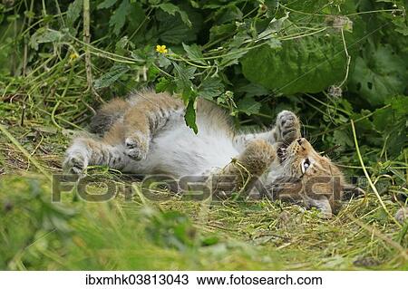 "Lynx (Lynx), cub wallowing, captive, Germany, Europe" View Large Photo Image Stock Image - "Lynx (Lynx), cub wallowing, captive, Germany, Europe". Fotosearch