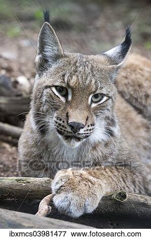 "Lynx (Lynx lynx), captive, Germany, Europe" View Large Photo Image Stock Photo - "Lynx (Lynx lynx), captive, Germany, Europe". Fotosearch