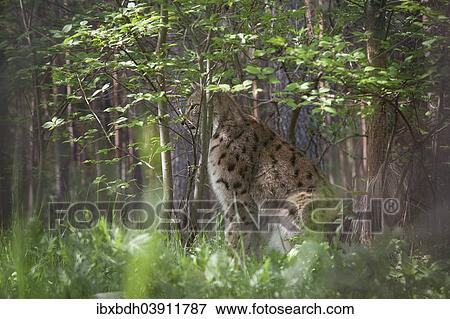 "Lynx (Lynx lynx), captive, Brandenburg, Germany, Europe" View Large Photo Image Stock Photo - "Lynx (Lynx lynx), captive, Brandenburg, Germany, Europe". Fotosearch