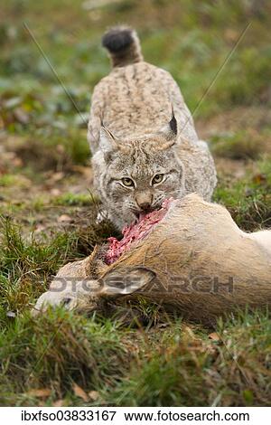 "Lynx (Lynx lynx), female, with prey roe deer (Capreolus capreolus), captive, Thuringia, Germany, Europe" View Large Photo Image Stock Photo - "Lynx (Lynx lynx), female, with prey roe deer (Capreolus capreolus), captive, Thuringia, Germany, Europe". Fotosearch