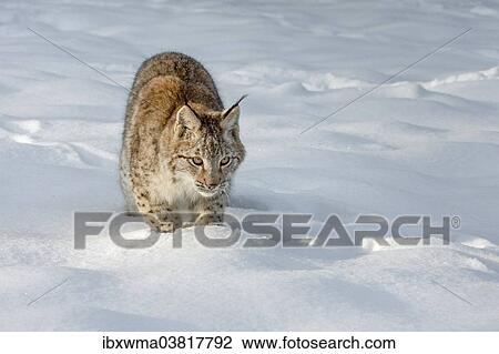 "Lynx (Lynx lynx) in the deep snow, captive, Germany, Europe" View Large Photo Image Stock Image - "Lynx (Lynx lynx) in the deep snow, captive, Germany, Europe". Fotosearch
