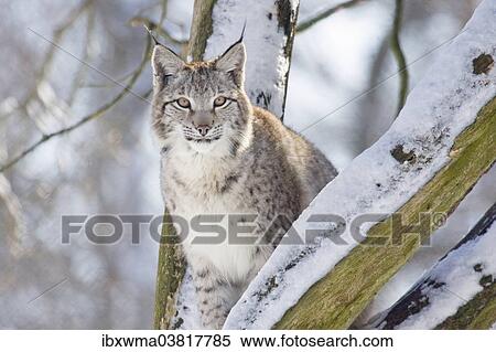 "Lynx (Lynx lynx) in the snow, captive, Germany, Europe" View Large Photo Image Stock Photography - "Lynx (Lynx lynx) in the snow, captive, Germany, Europe". Fotosearch